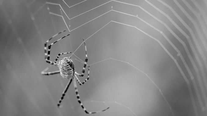 【꿈해몽】거미에 관한 꿈: 47가지 시나리오와 해석