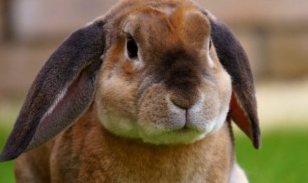 【꿈해몽】많은 토끼를 꿈꾸기: 9가지 의미와 상징