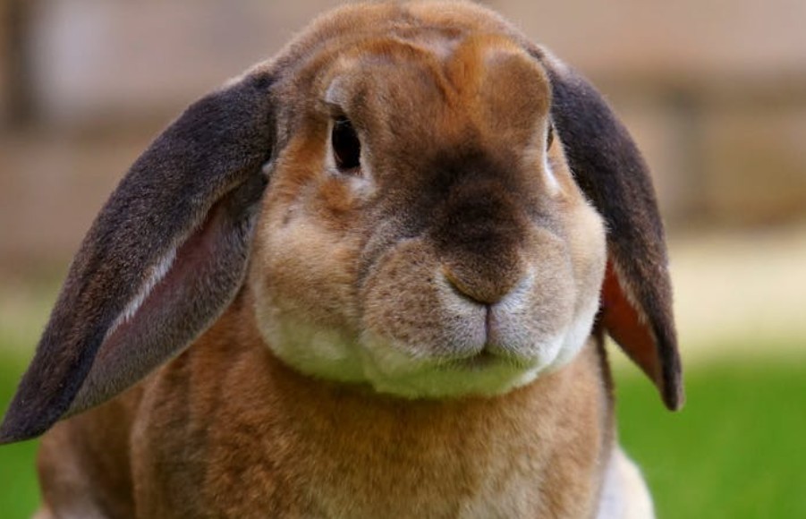 【꿈해몽】많은 토끼를 꿈꾸기: 9가지 의미와 상징