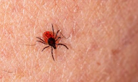 【꿈해몽】진드기를 납작하게 만드는 꿈: 5가지 의미와 상징