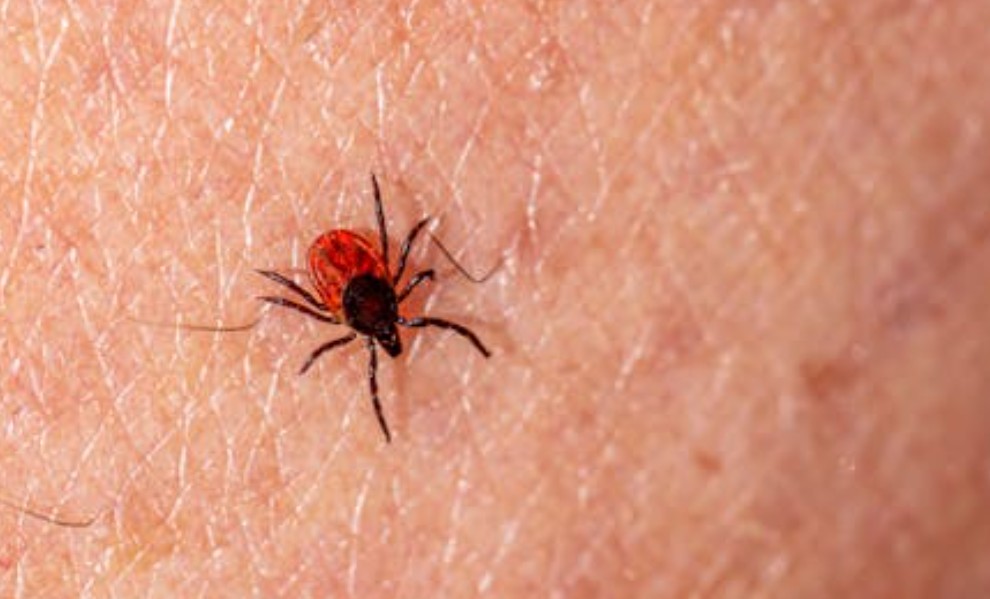 【꿈해몽】진드기를 납작하게 만드는 꿈: 5가지 의미와 상징