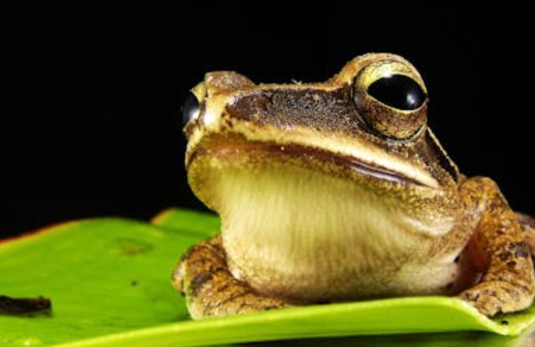 【꿈해몽】큰 개구리 꿈꾸기: 6가지 의미와 상징