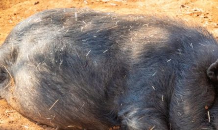 【꿈해몽】호저 바늘 찌르는 꿈: 6가지 의미와 상징