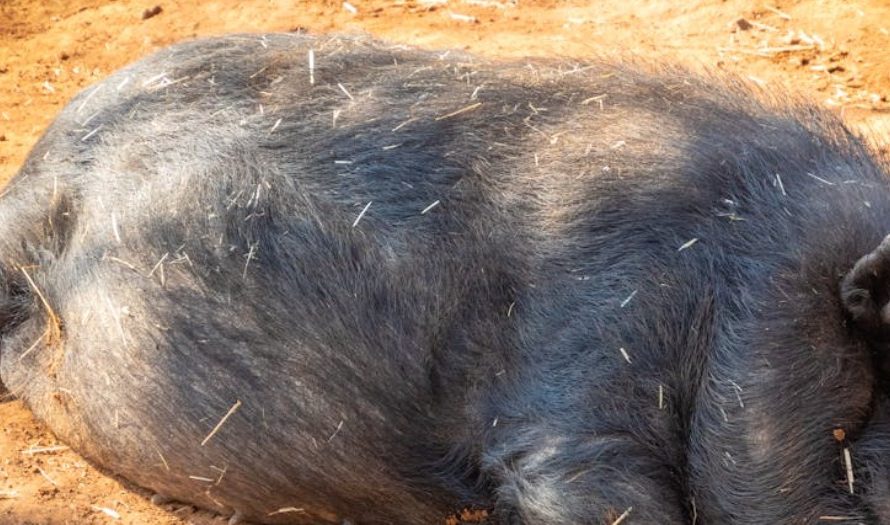 【꿈해몽】호저 바늘 찌르는 꿈: 6가지 의미와 상징