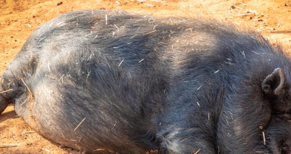 【꿈해몽】호저 바늘 찌르는 꿈: 6가지 의미와 상징