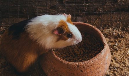 【꿈해몽】기니피그 꿈: 9가지 의미와 상징