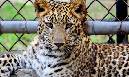 【꿈해몽】표범을 키우는 꿈: 13가지 의미와 상징