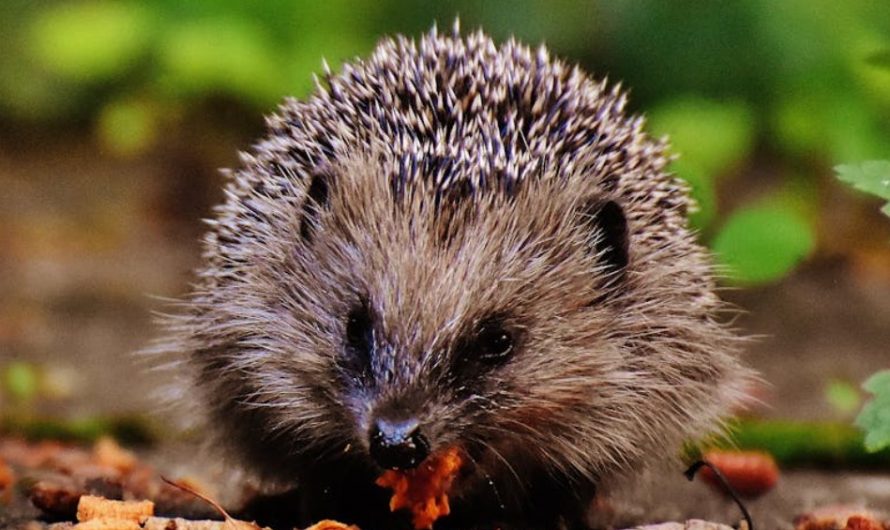 【꿈해몽】호저의 꿈: 15가지 의미와 상징