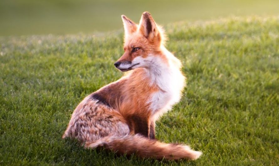 【꿈해몽】여우 유령 꿈: 14가지 의미와 상징