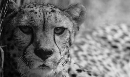 【꿈해몽】치타를 쓰다듬는 꿈: 9가지 의미와 상징