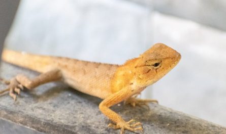 【꿈해몽】죽은 도마뱀을 꿈꾸다: 6가지 의미와 상징