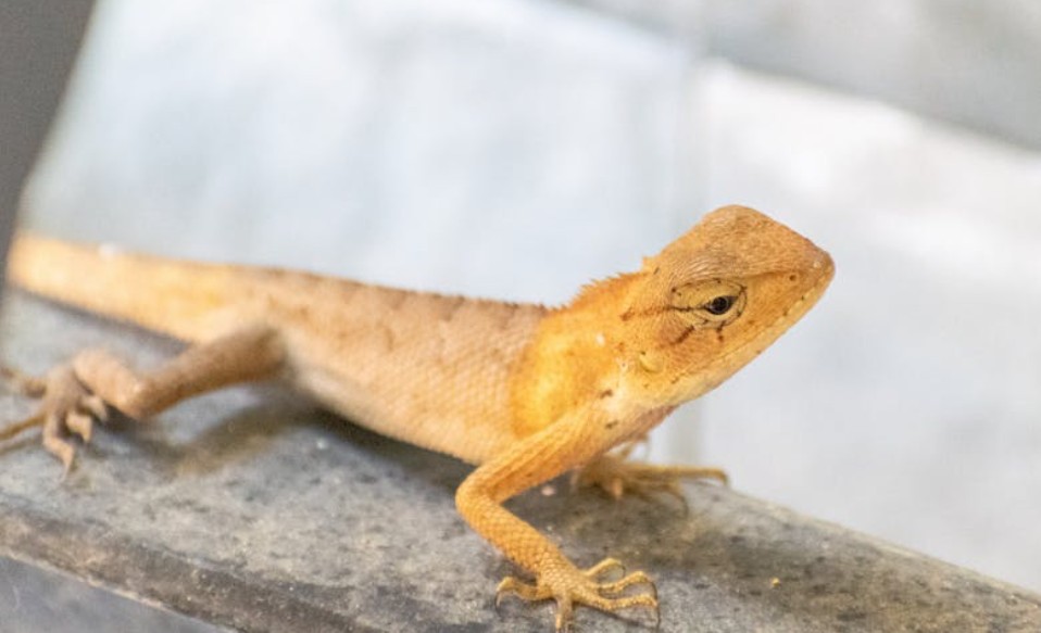 【꿈해몽】죽은 도마뱀을 꿈꾸다: 6가지 의미와 상징