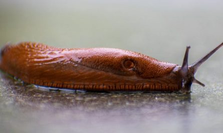 【꿈해몽】민달팽이를 먹는 꿈: 7가지 의미와 상징